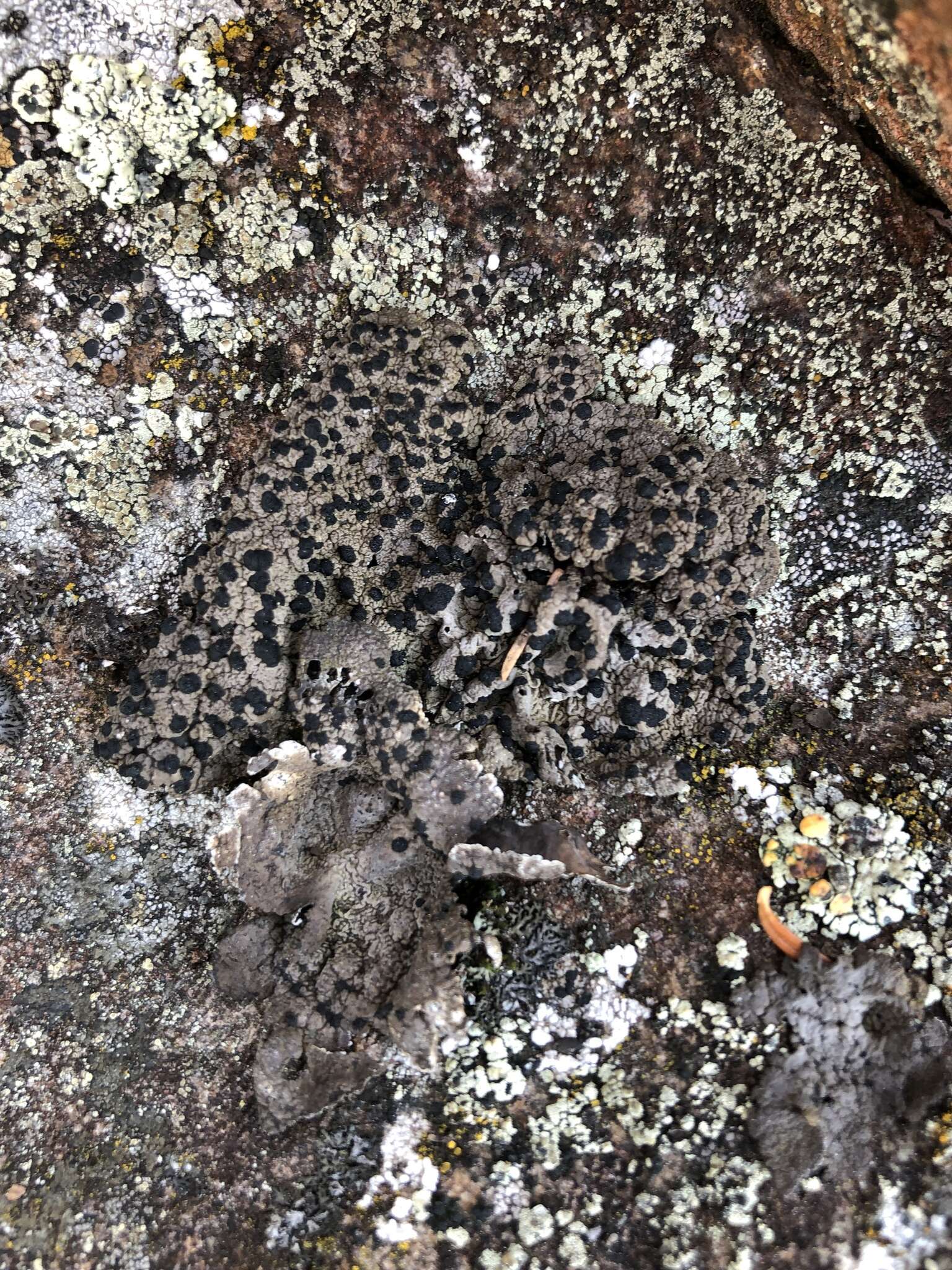 Image of Blistered rock tripe lichen