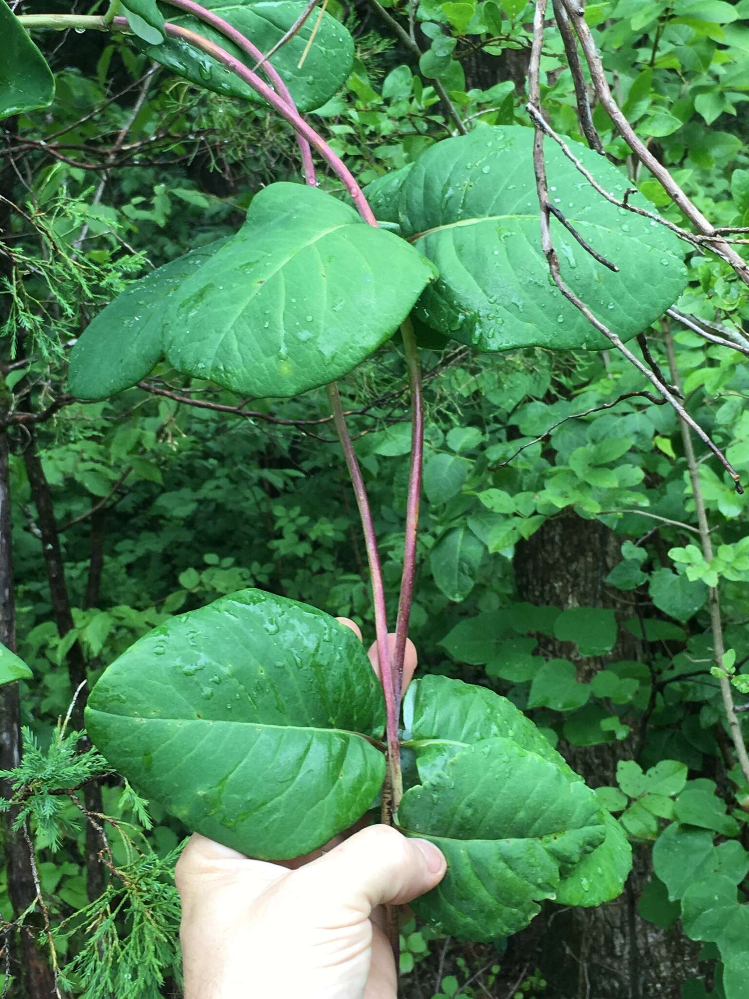 Image de Matelea carolinensis (Jacq.) R. E. Woodson