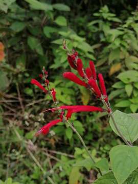 Image de Salvia cinnabarina M. Martens & Galeotti