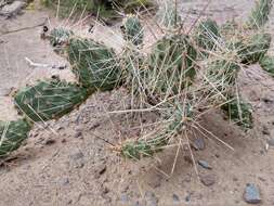 Image of Panhandle Prickly-pear