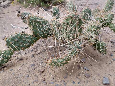 Imagem de Opuntia polyacantha Haw.