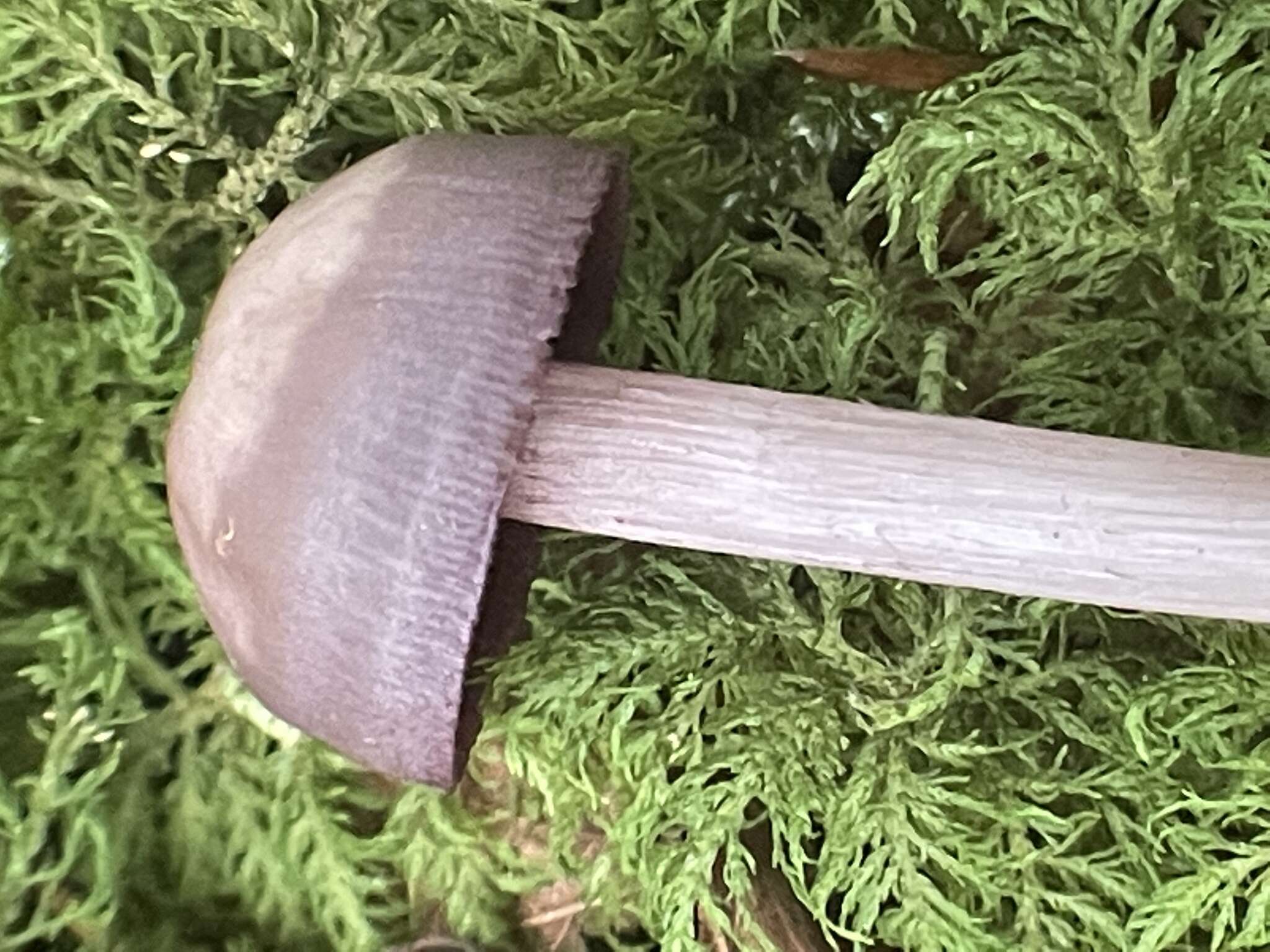 Mycena pelianthina (Fr.) Quél. 1872 resmi