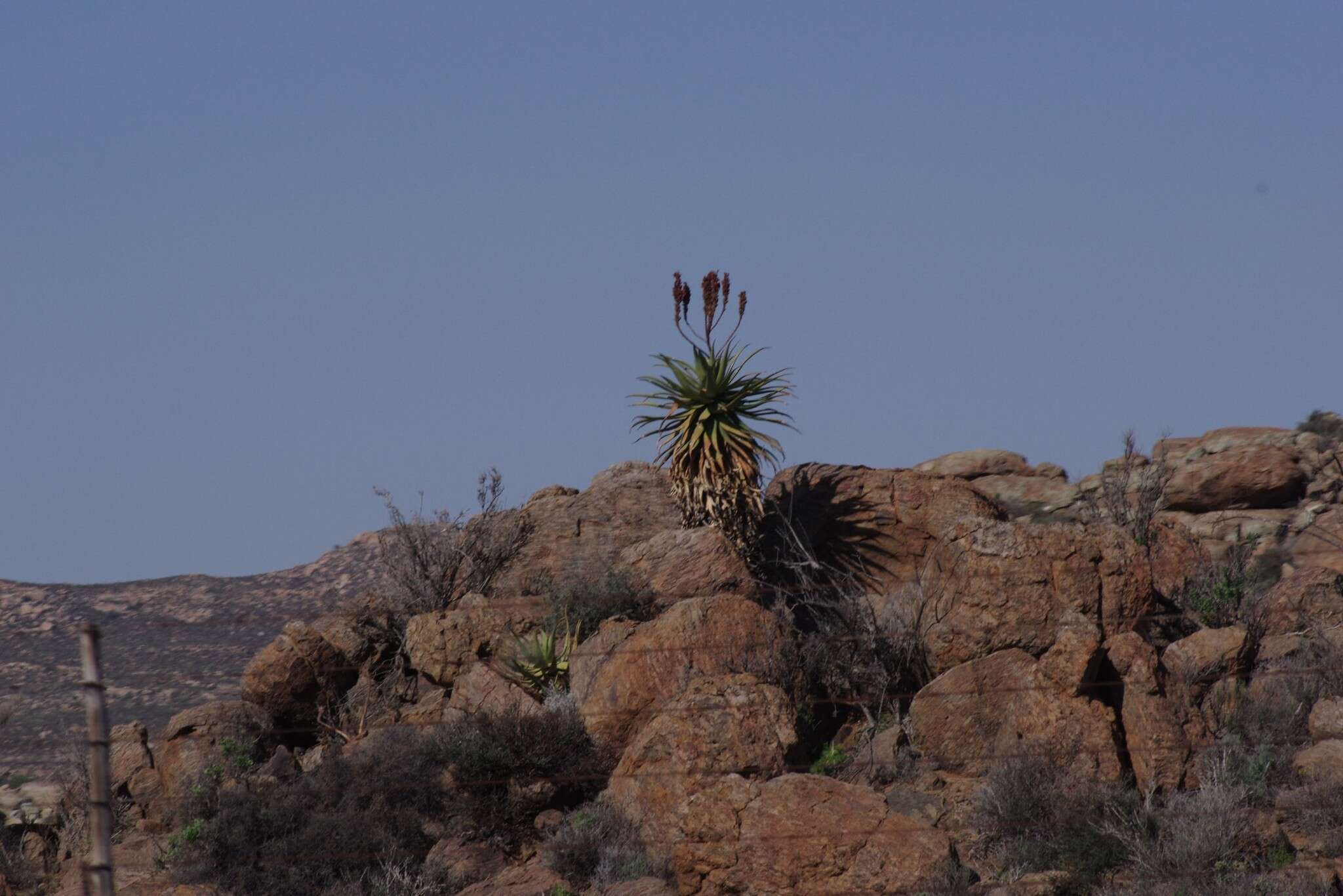 Image of Namaqua Aloe