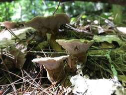 Image of Trametes pubescens (Schumach.) Pilát 1939