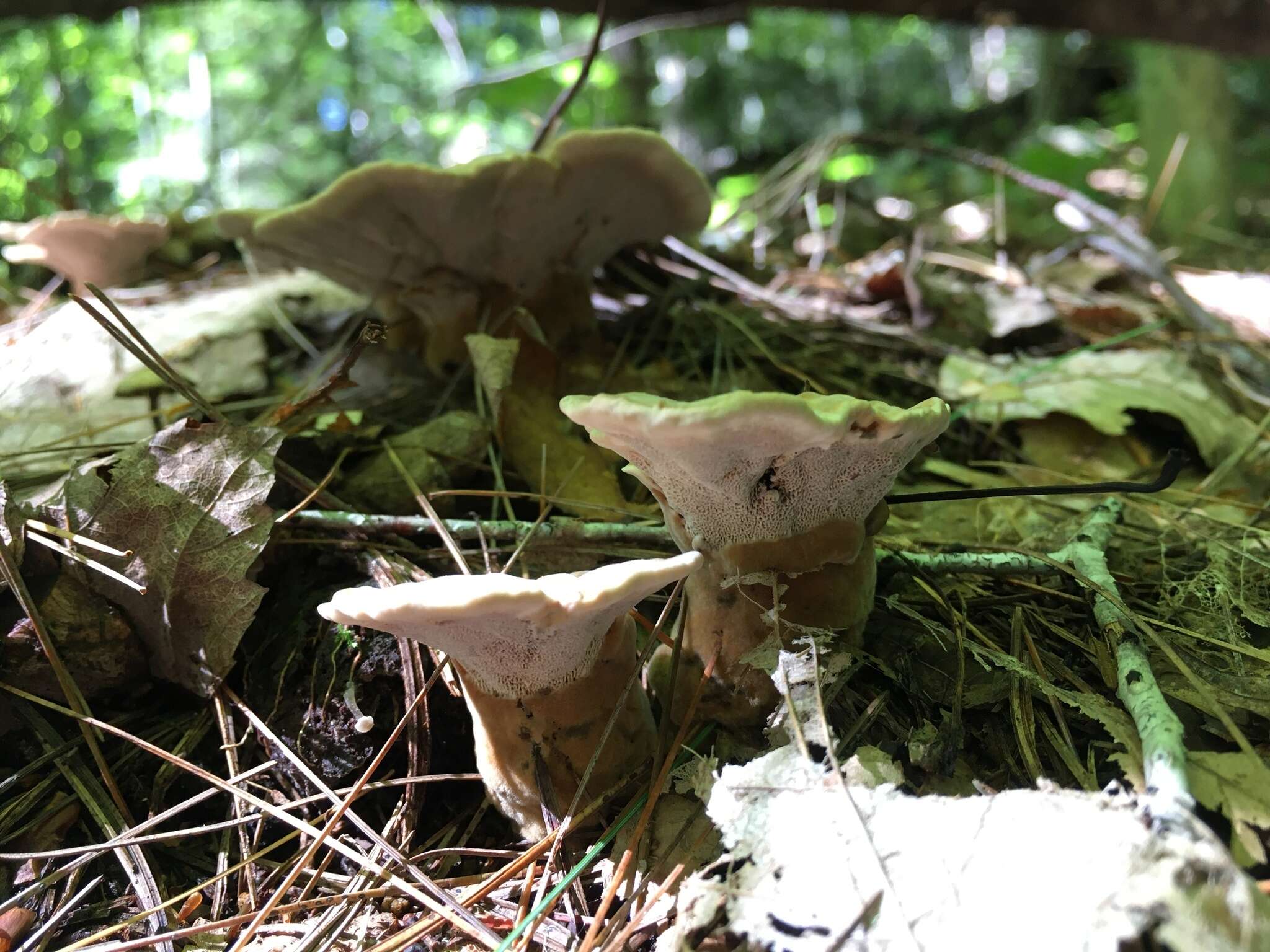 Image of Trametes pubescens (Schumach.) Pilát 1939