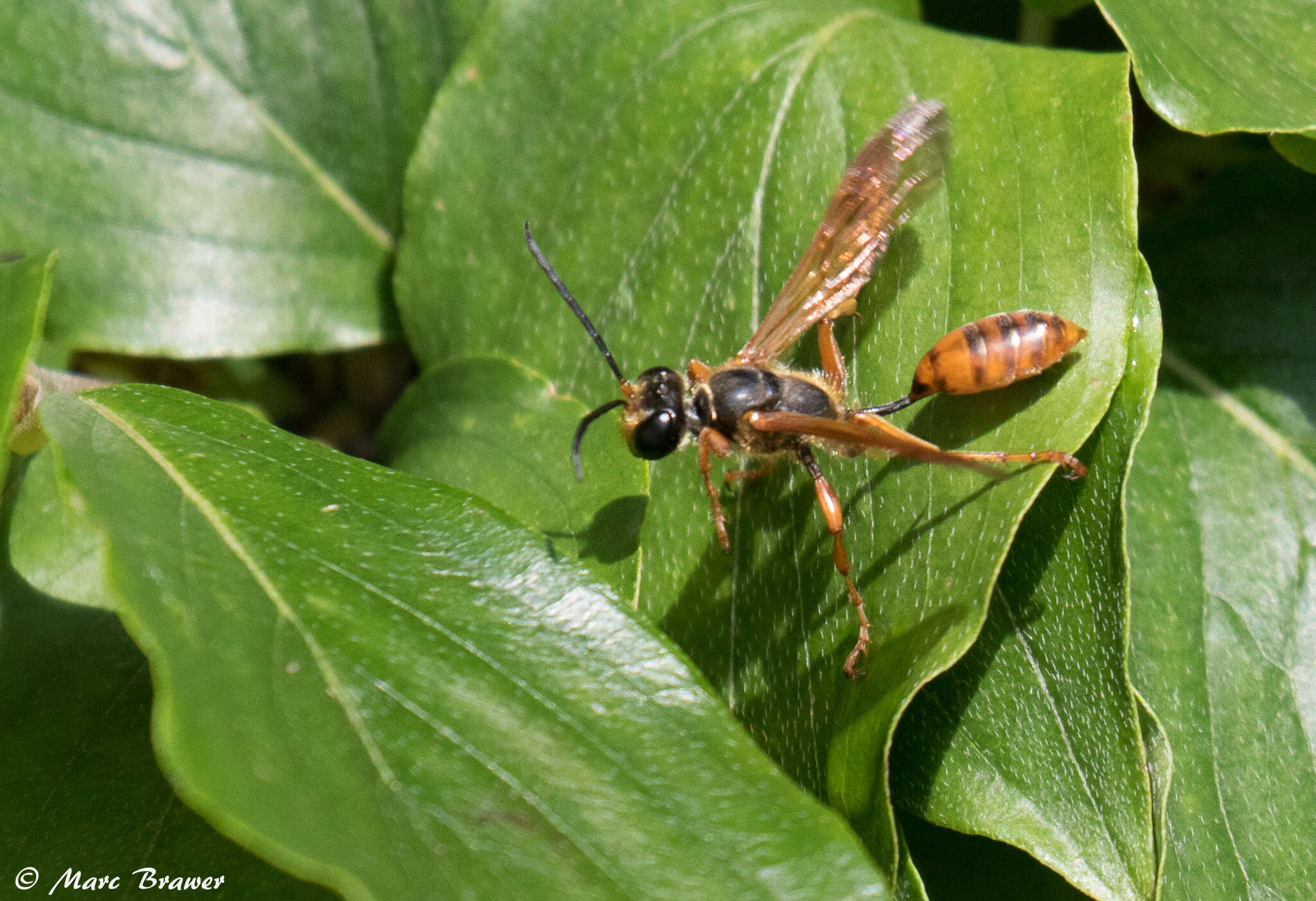 صورة Isodontia elegans (F. Smith 1856)