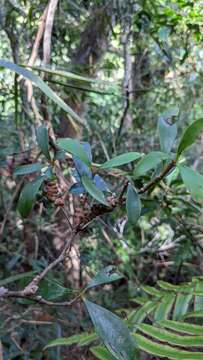 Image of Vaccinium emarginatum Hayata