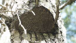 Image of Echinodontium