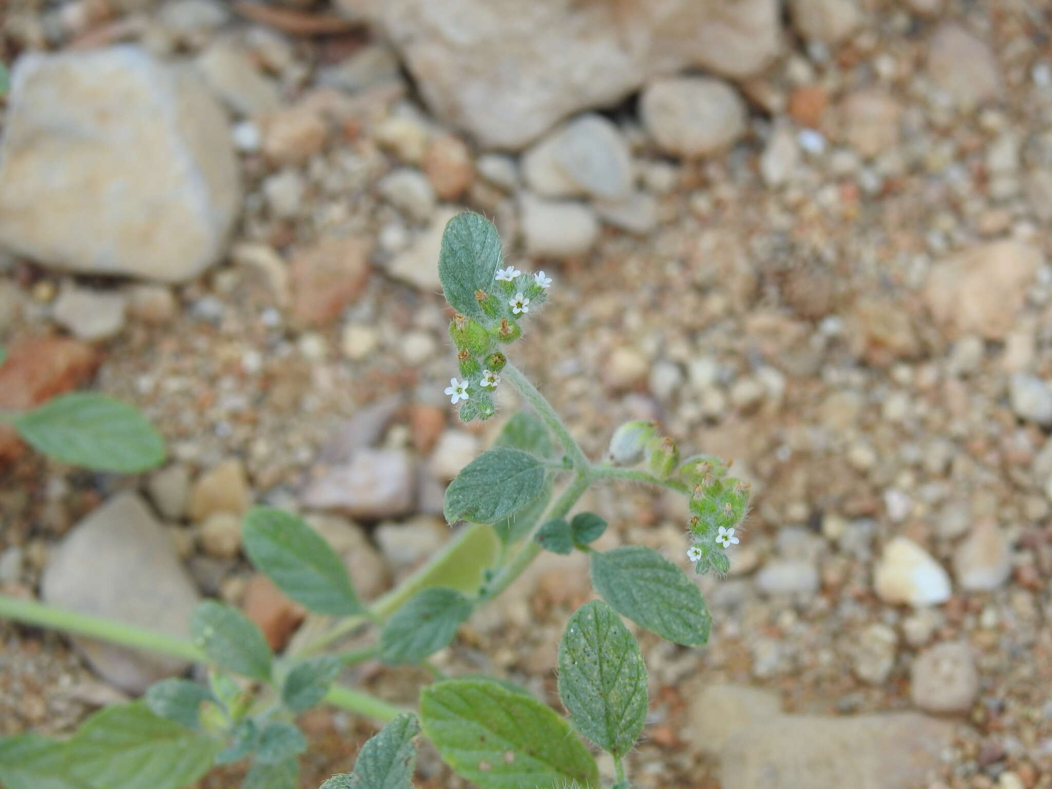 Heliotropium supinum L. resmi