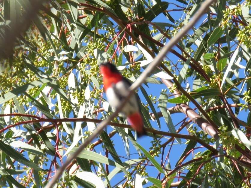 Image of Mistletoebird