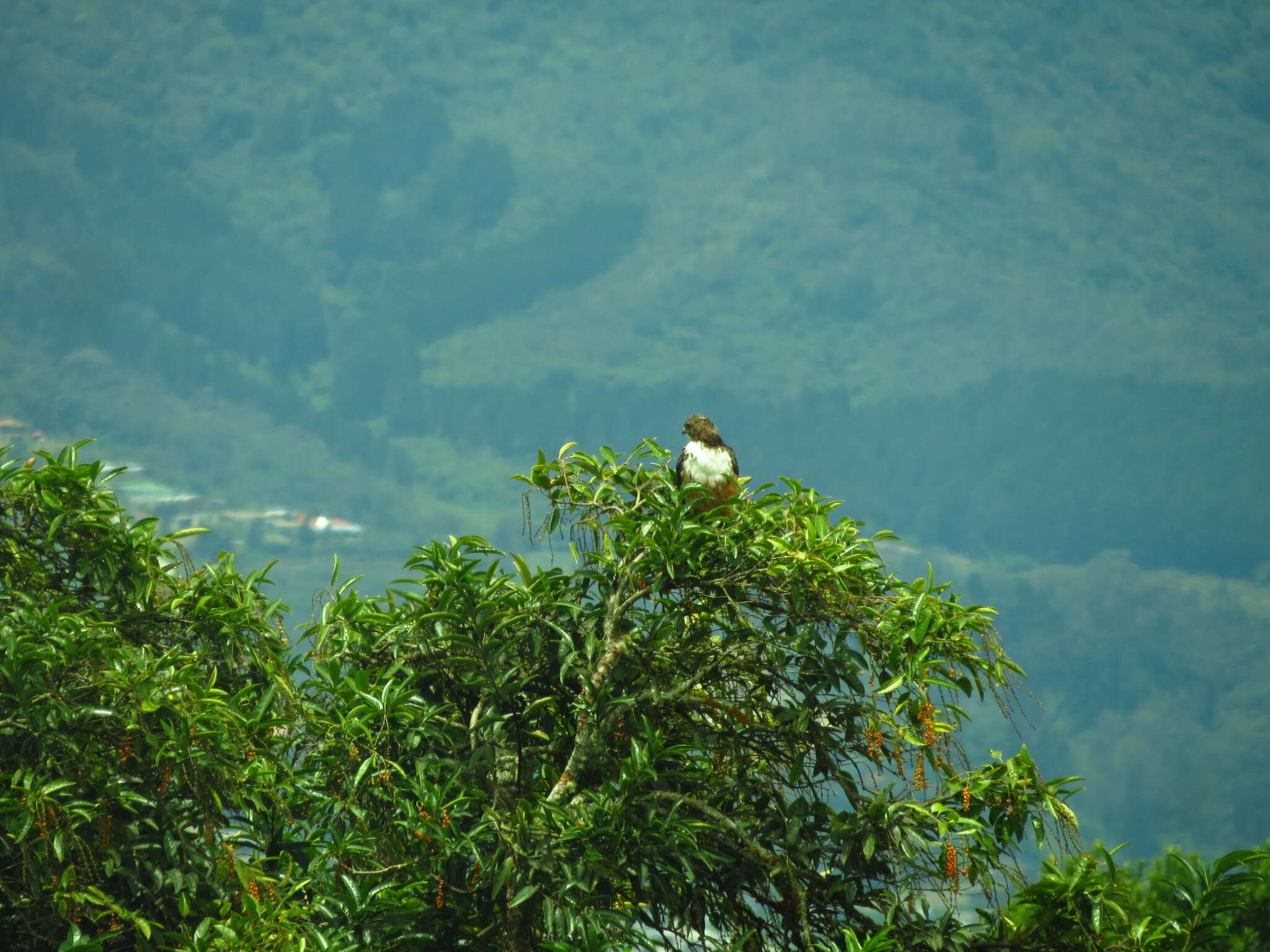 Image of Buteo jamaicensis costaricensis Ridgway 1874