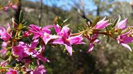 Image of Lovely Boronia