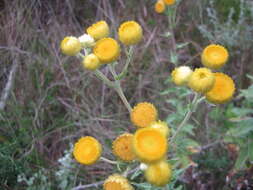 Image of <i>Helichrysum <i>foetidum</i></i> var. foetidum