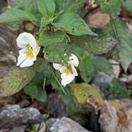 Image de Impatiens cristata Wall.