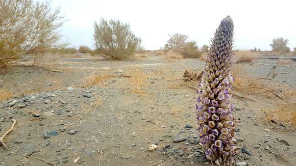 Image of desert broomrape