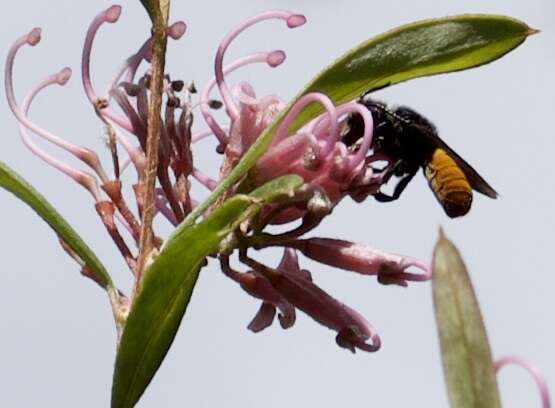 Imagem de Megachile mystaceana (Michener 1962)