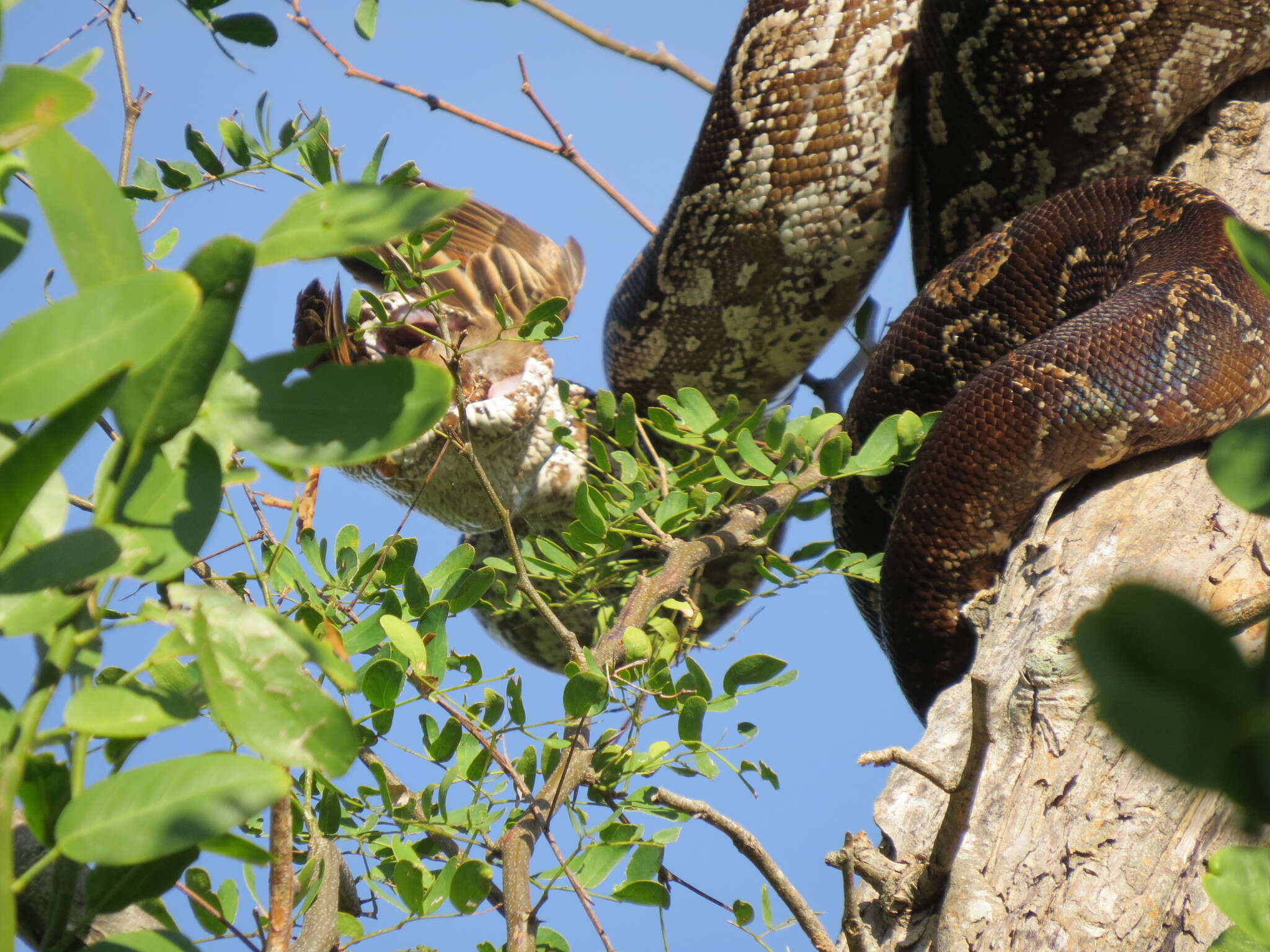 Boa constrictor occidentalis Philippi 1873 resmi