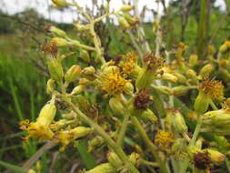 Image of Senecio westermanii Dusen