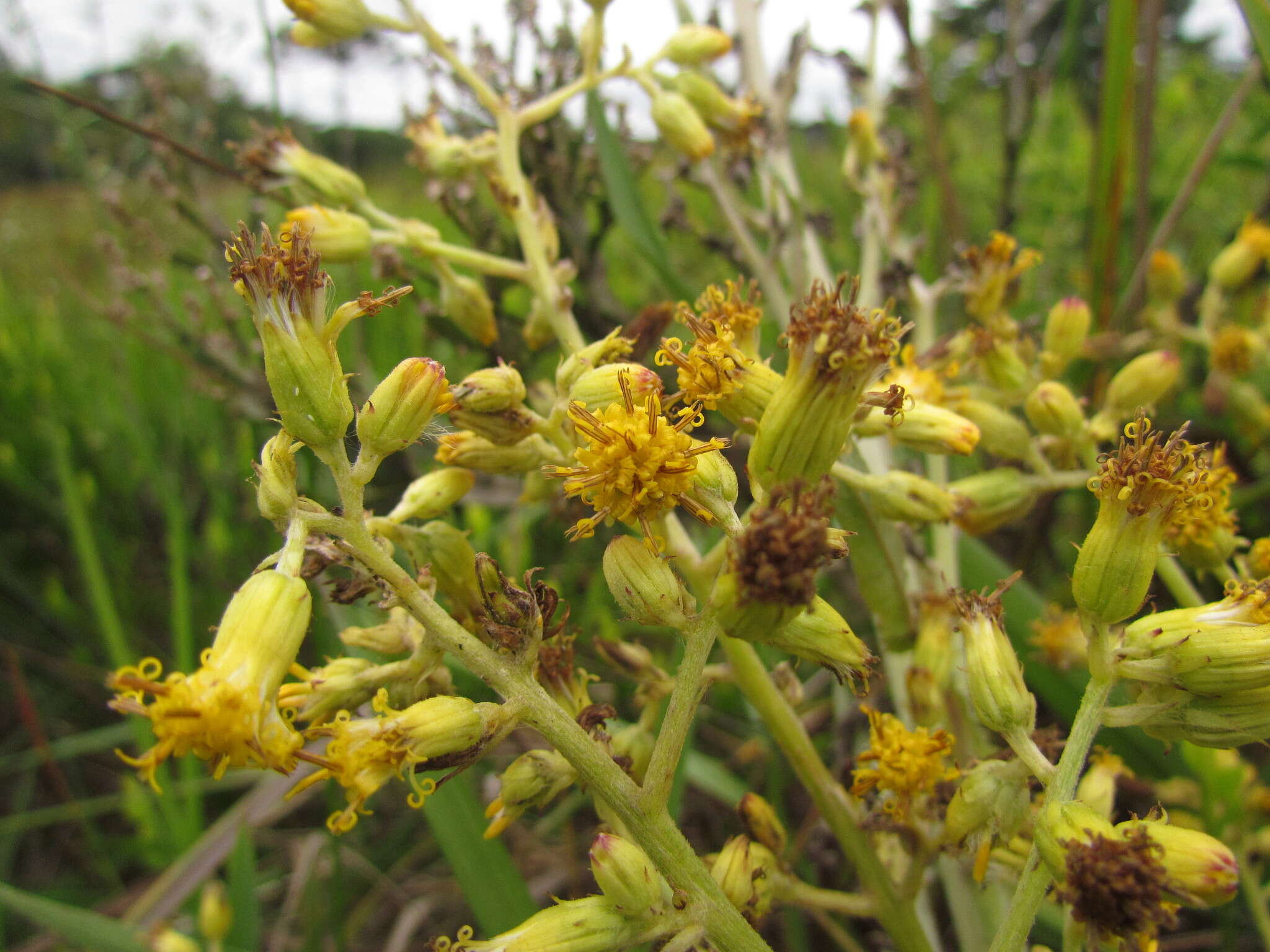 Plancia ëd Senecio westermanii Dusen