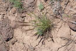 Imagem de Elymus elymoides (Raf.) Swezey