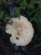 Image of Downy milkcap