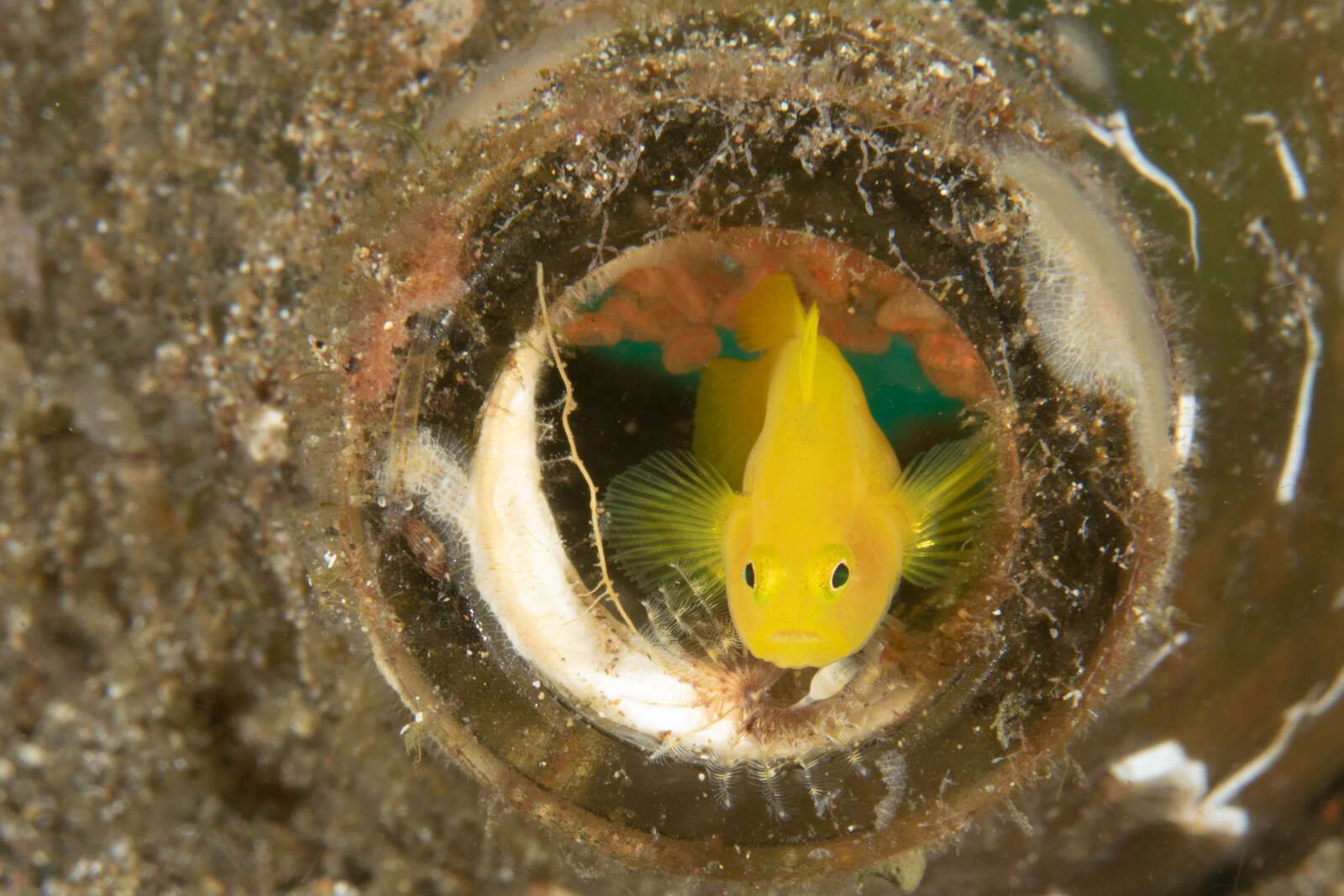 Image of Lubricogobius