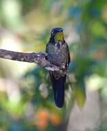 Image of Black-backed Thornbill