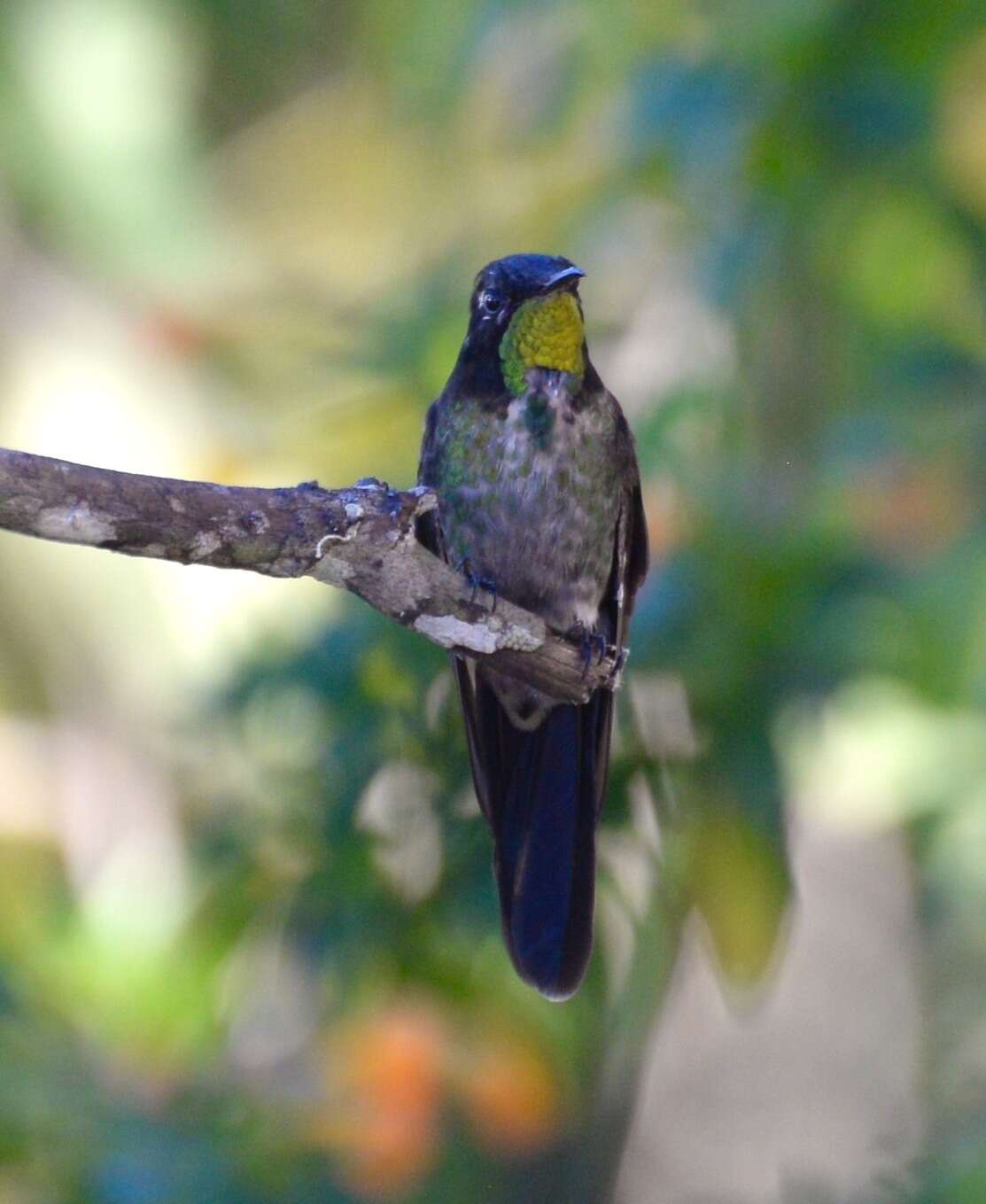 Image of Black-backed Thornbill