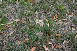 Image of bigroot springparsley