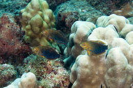 Image of Geoffroy's wrasse