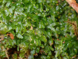 Image of Bog Germanderwort