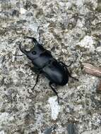 Image of Dorcus hirticornis clypeatus Benesh 1950