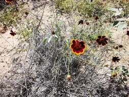 Image de Thelesperma burridgeanum (Regel, Korn. & Rach.) Blake