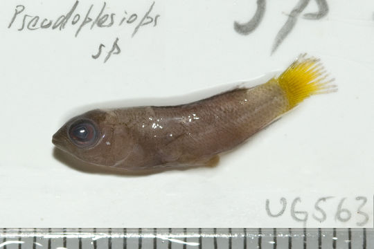 Image of Pseudoplesiops