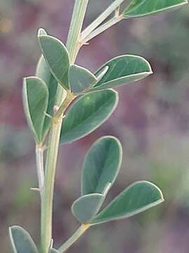 Image of Crotalaria magaliesbergensis