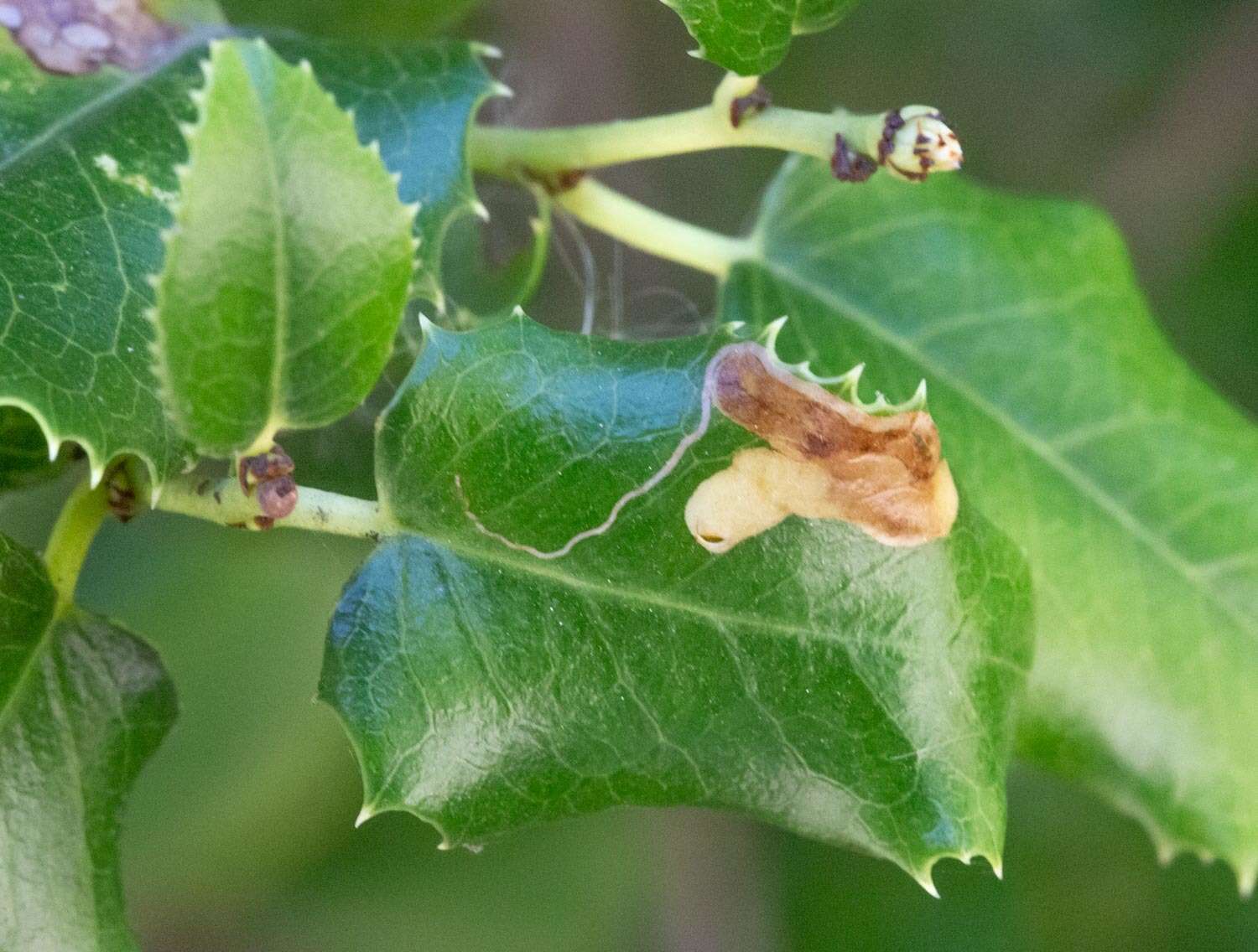 Image of Stigmella braunella (Jones 1933) Wilkinson et al. 1979