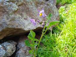 Solanum demissum Lindl.的圖片