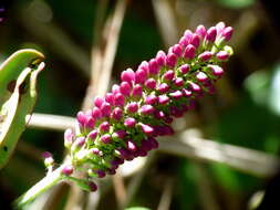 صورة Veronica speciosa R. Cunn. ex A. Cunn.