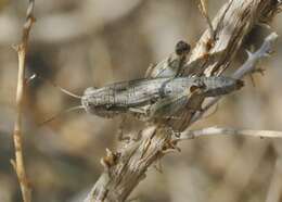 Image of Arid Lands Spur-Throat Grasshopper