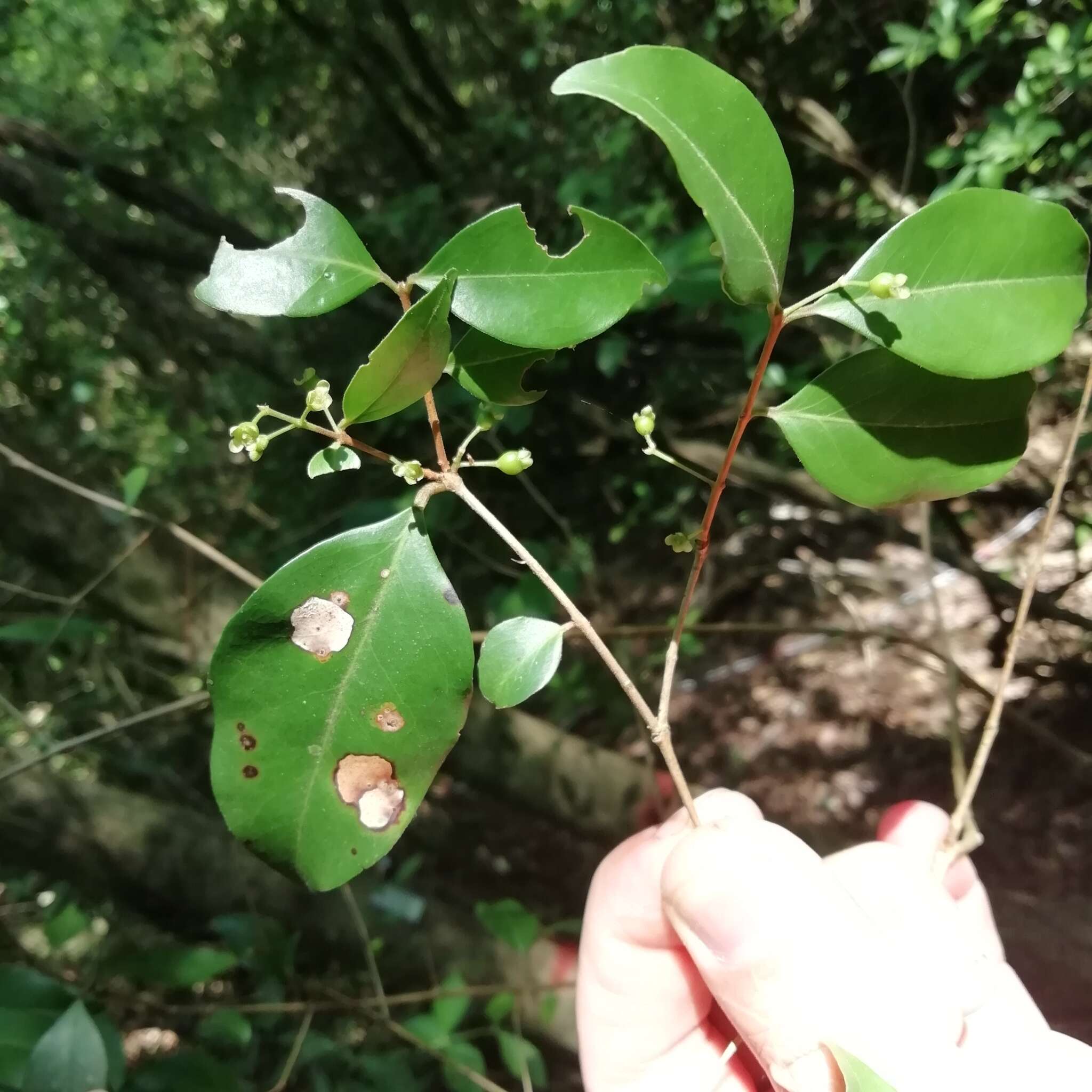 Imagem de Eugenia modesta DC.