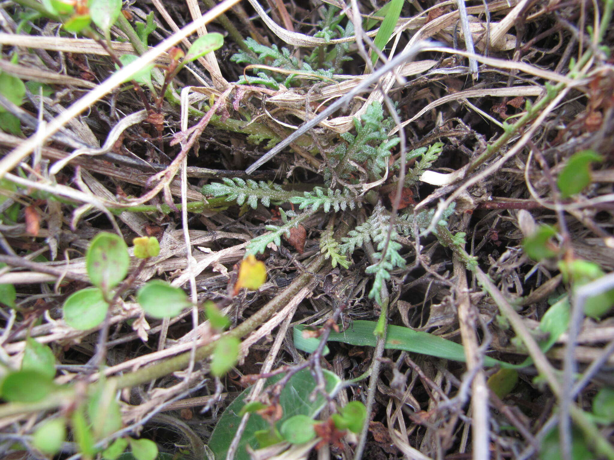 صورة Lepidium sisymbrioides Hook. fil.