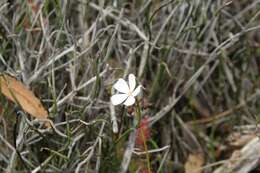 Image of Drosera platypoda Turcz.