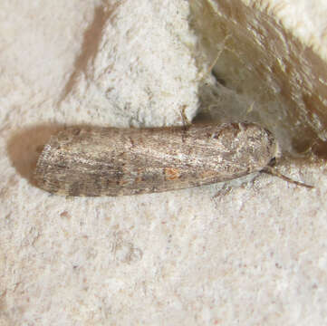 Image of beet armyworm