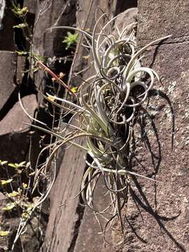 Image of Tillandsia uruguayensis