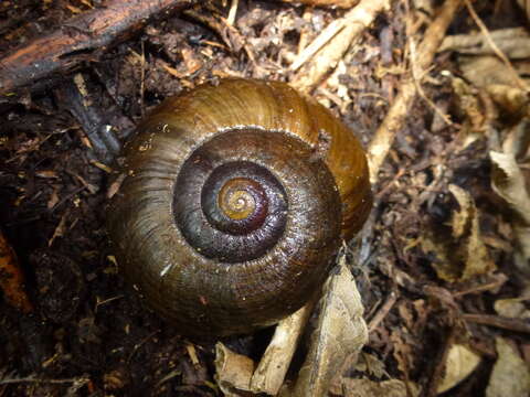 Image of Powelliphanta hochstetteri bicolor (Powell 1930)