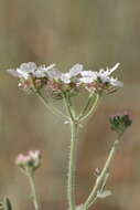 Image of Lisaea strigosa (Banks & Sol.) Eig