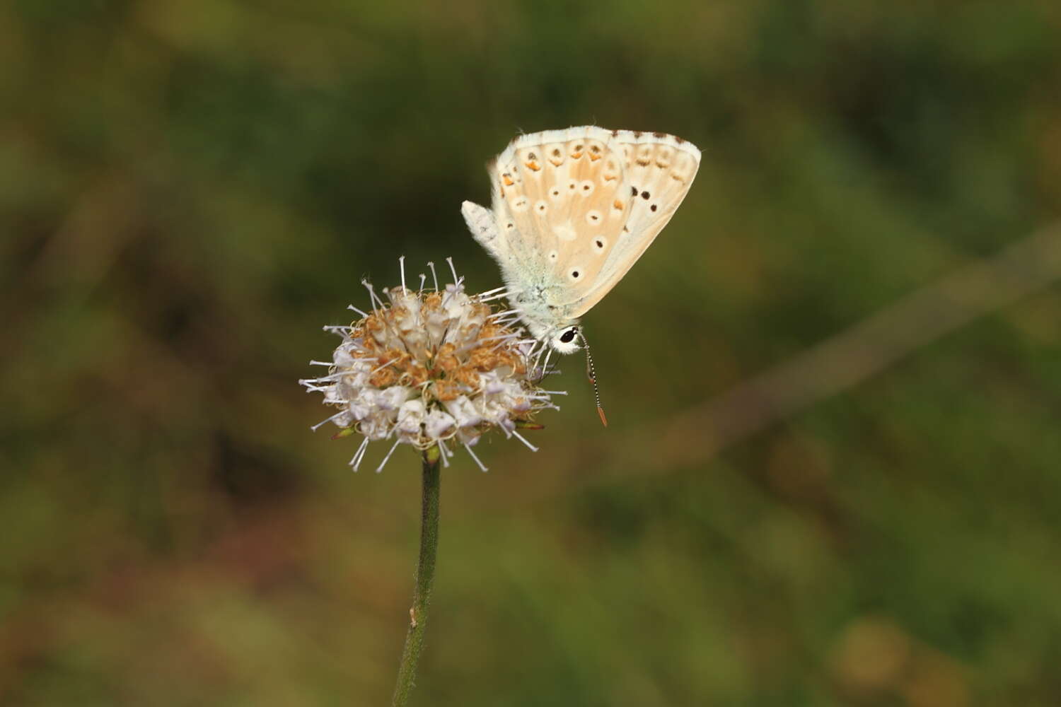 Imagem de Polyommatus albicans (Gerhard 1851)