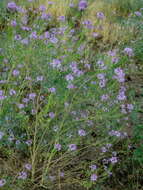 Image of Cleomella serrulata (Pursh) Roalson & J. C. Hall