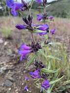 Image of fuzzytongue penstemon