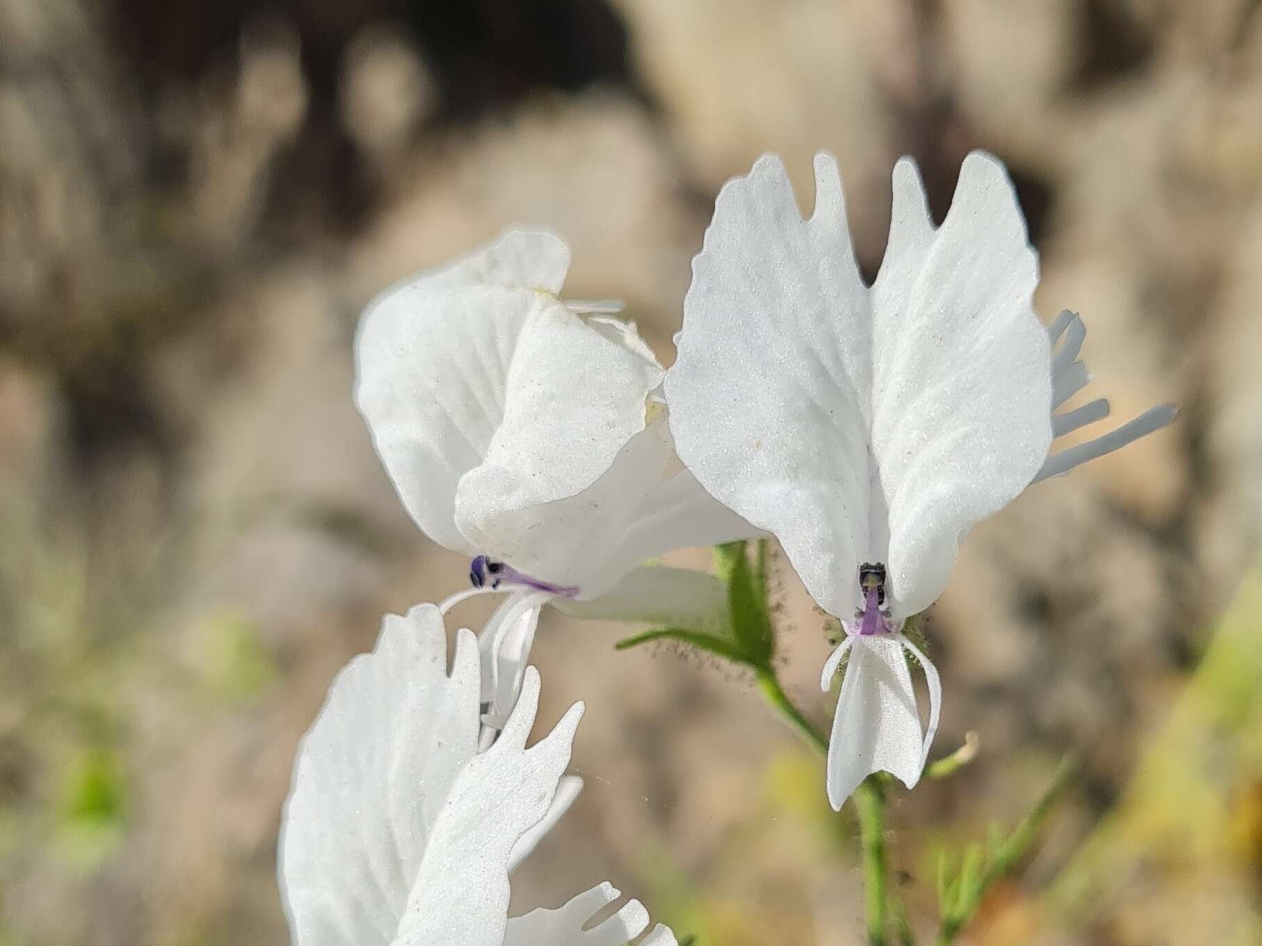 Imagem de Schizanthus candidus Lindl.